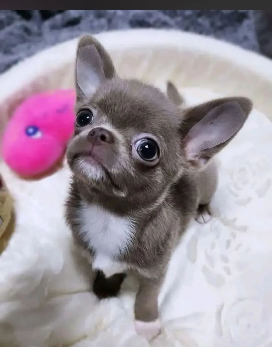 Increíble cachorro chihuahua