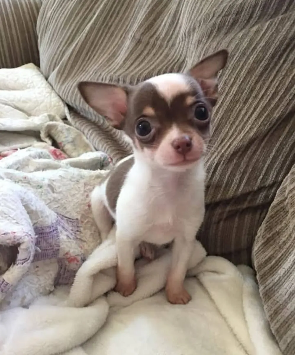 Increíble cachorro chihuahua