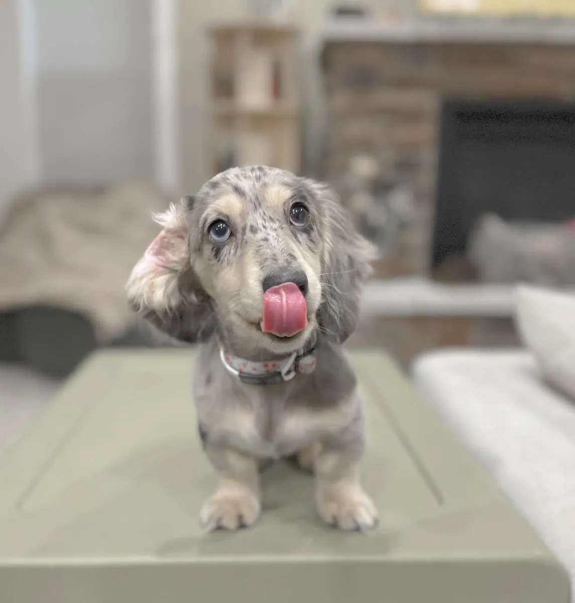 Increíble Dachshund
