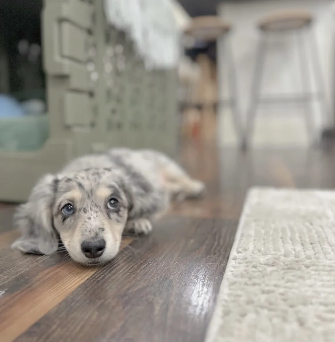 Increíble Dachshund