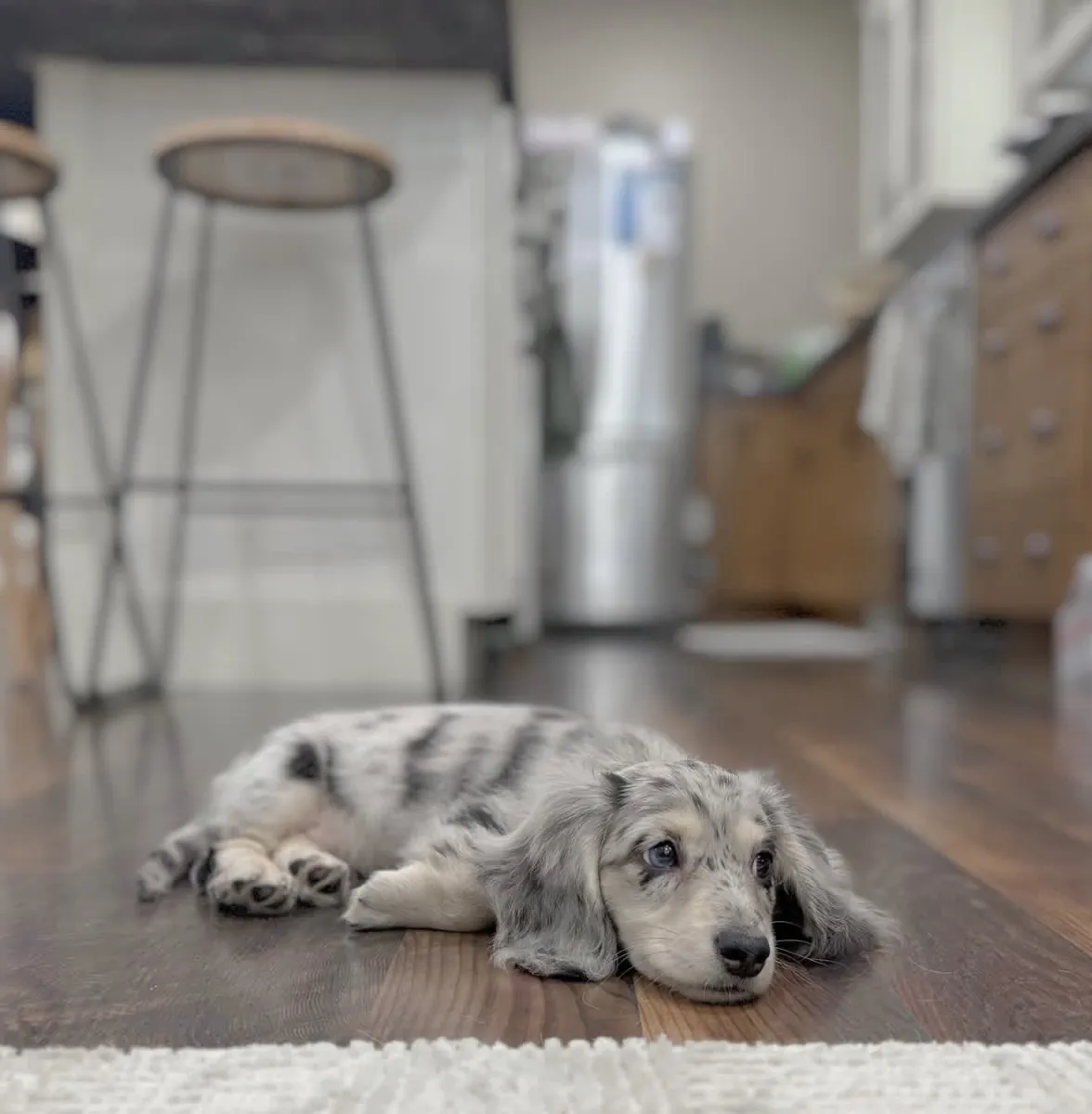 Increíble Dachshund