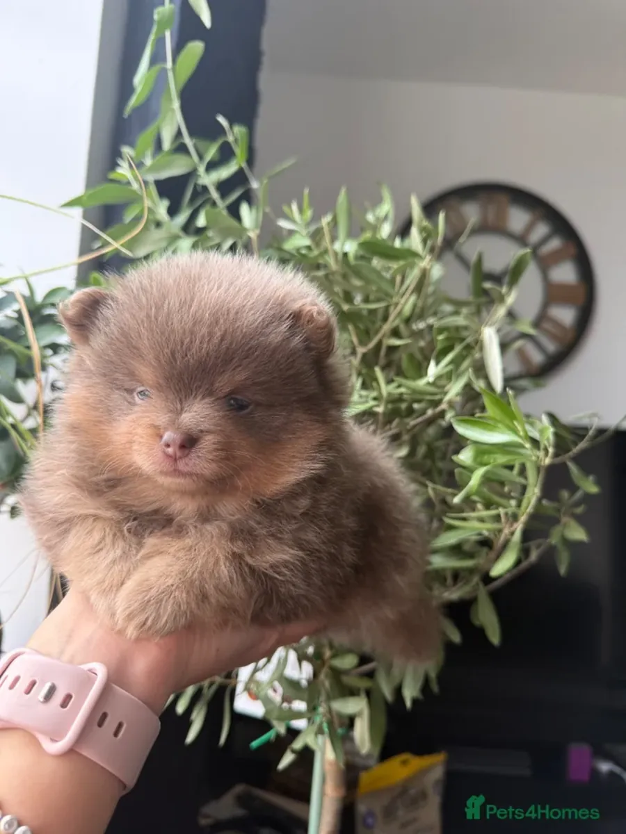 Щенки итальянского грейхаунда