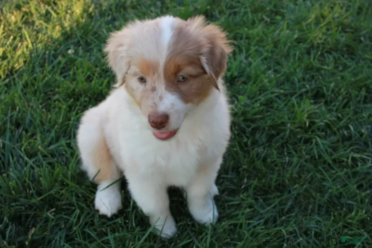 Adorable Australian shepherd puppy 
