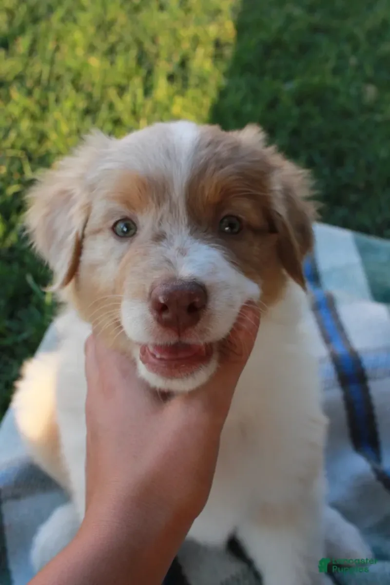 Adorable Australian shepherd puppy 