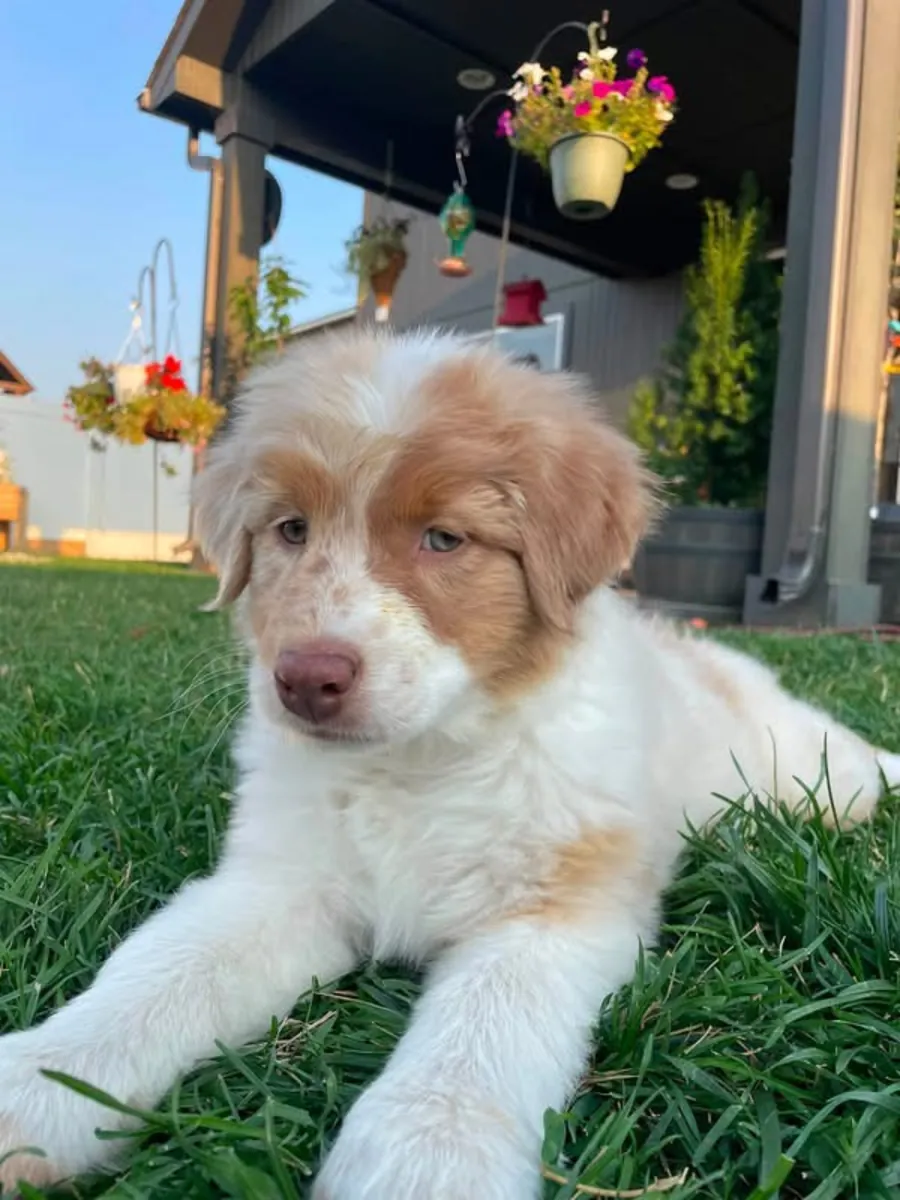 Adorable Australian shepherd puppy 