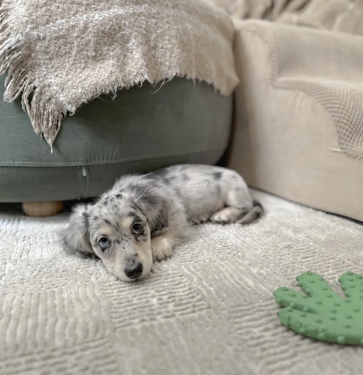 Linda cachorra dachshund