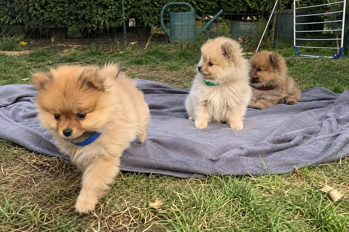 Three 12-Week-Old Pomeranian Puppies