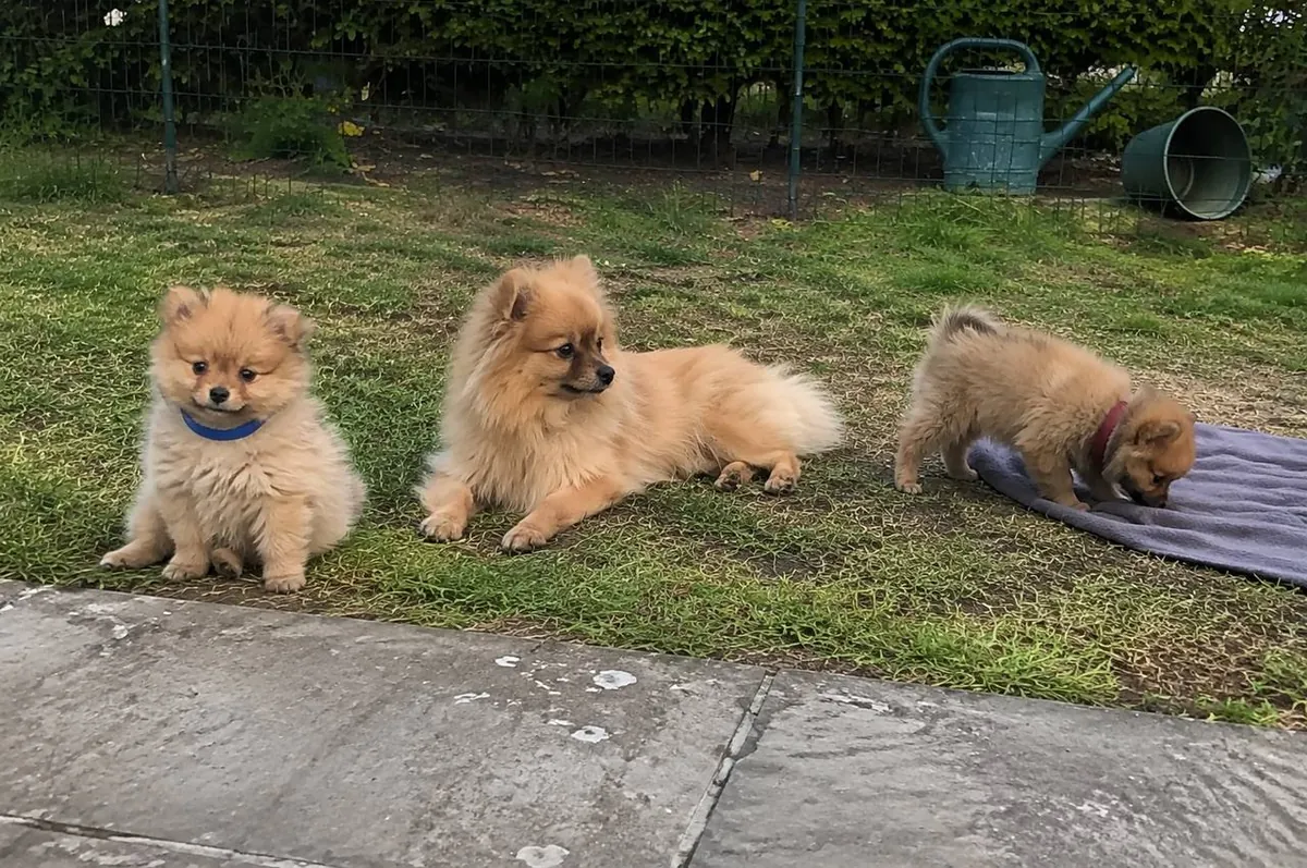Three 12-Week-Old Pomeranian Puppies