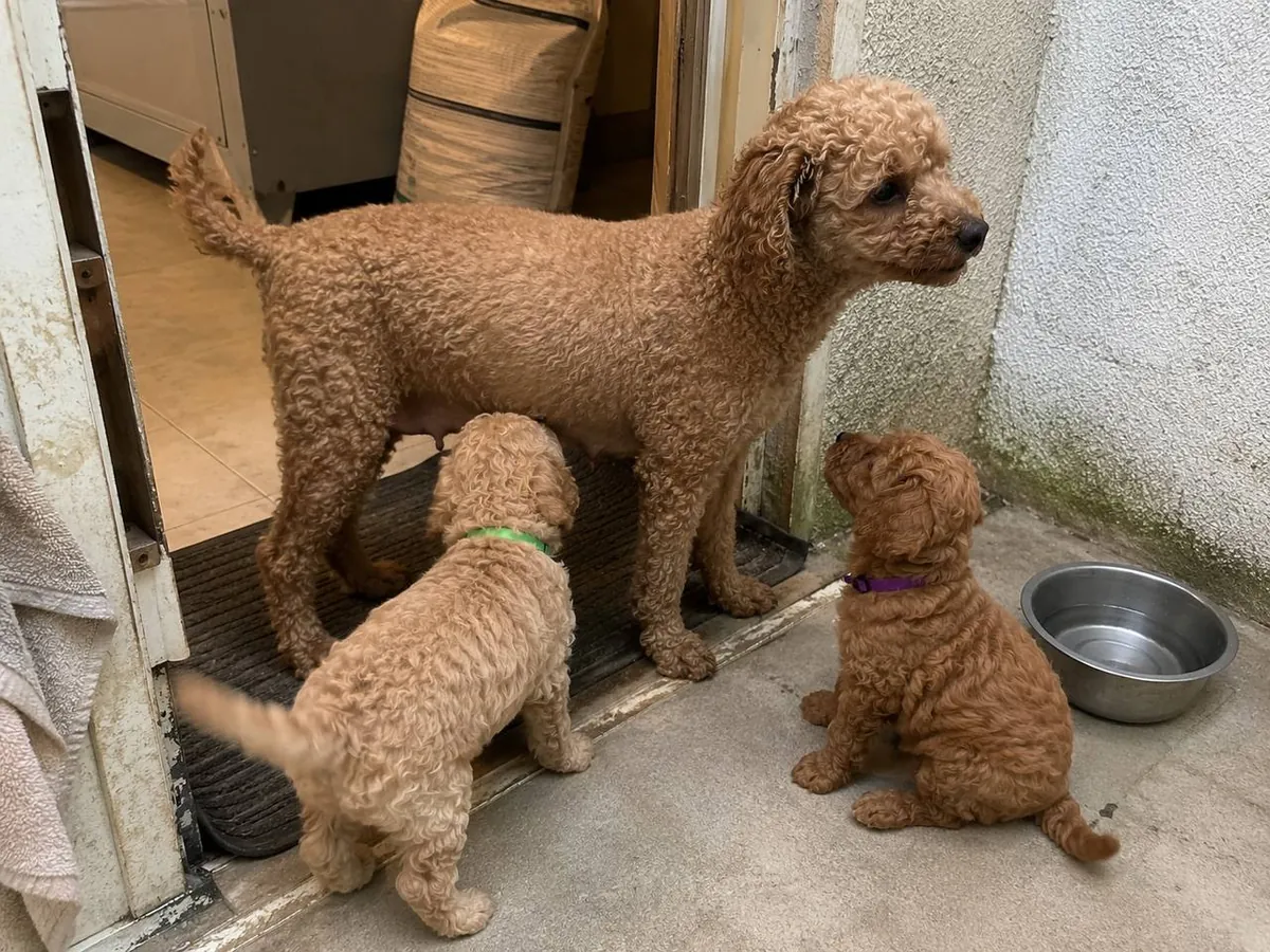 Four Apricot Toy Poodle Puppies