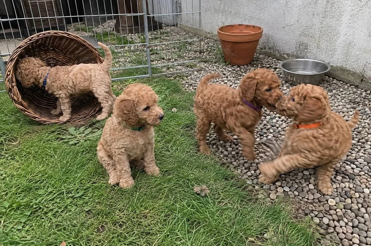 Four Apricot Toy Poodle Puppies