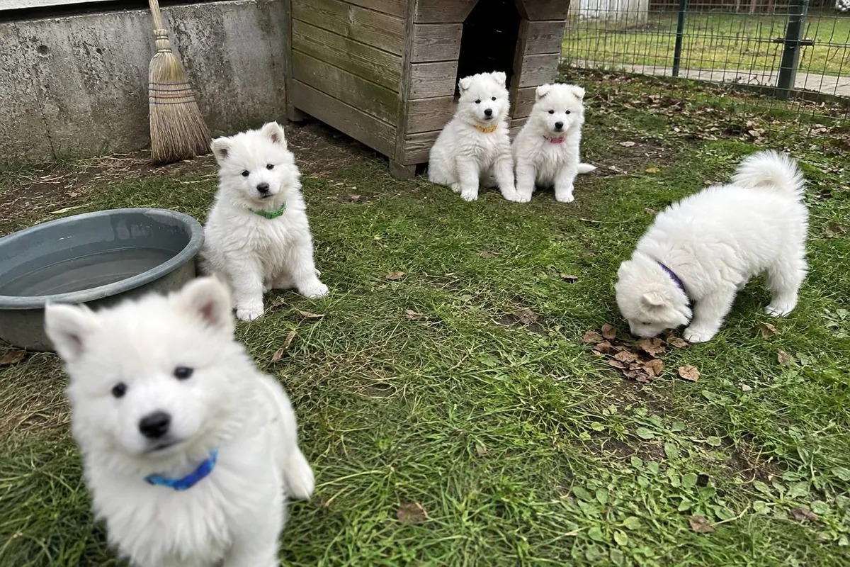 Five Samoyed Puppies From Our Family Litter