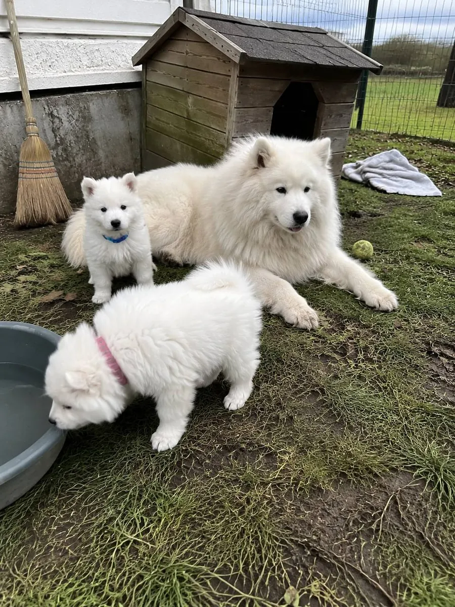 Five Samoyed Puppies From Our Family Litter