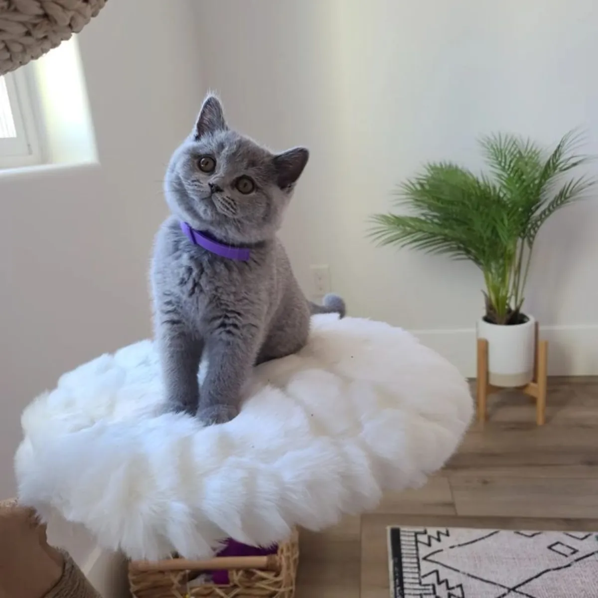 🐱 Britisch-Kurzhaar-Kätzchen suchen verantwortungsvolle und liebevolle Familien!