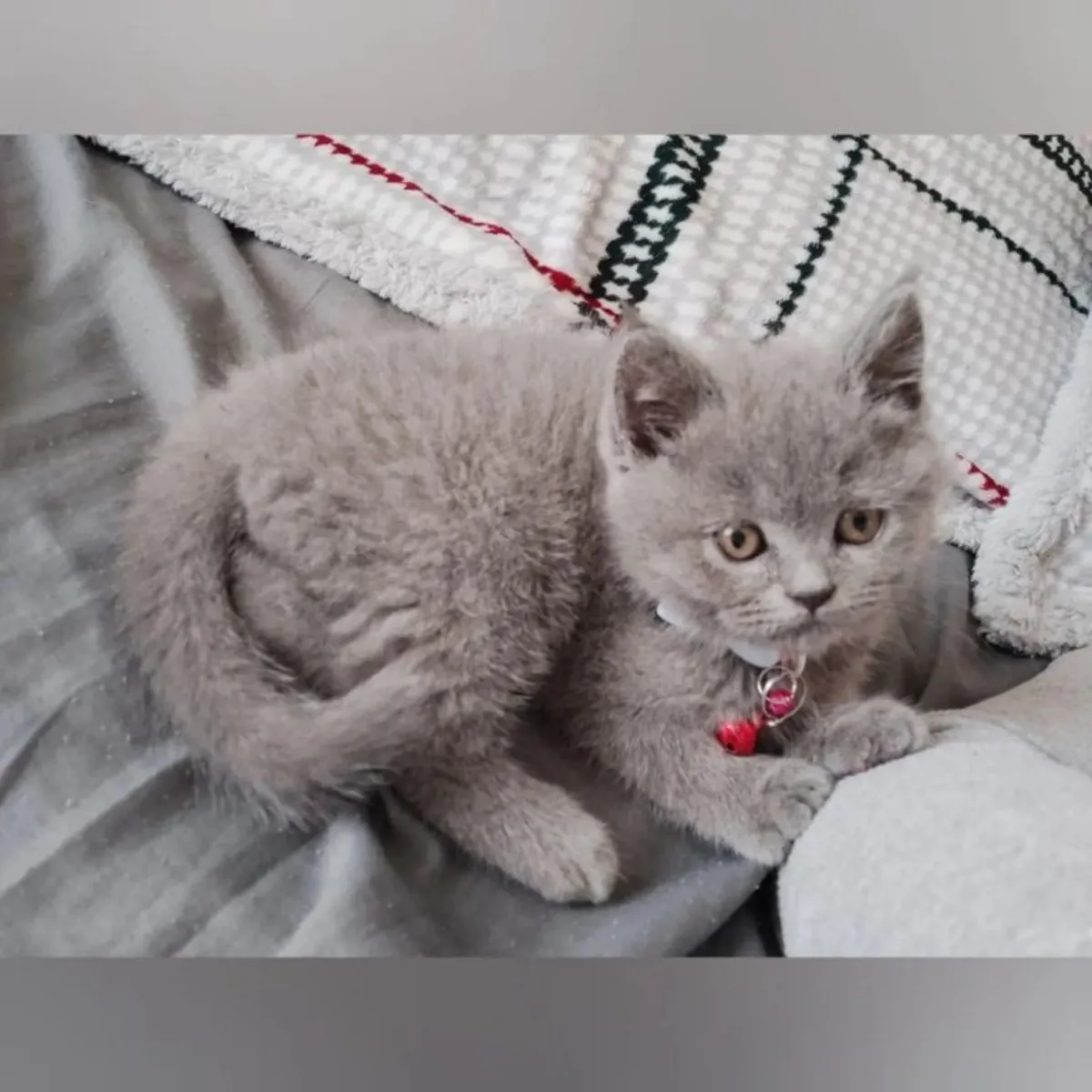 🐱 Britisch-Kurzhaar-Kätzchen suchen verantwortungsvolle und liebevolle Familien!