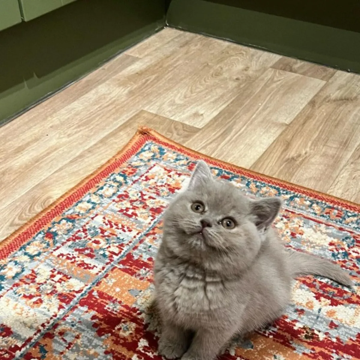 🐱 Britisch-Kurzhaar-Kätzchen suchen verantwortungsvolle und liebevolle Familien!