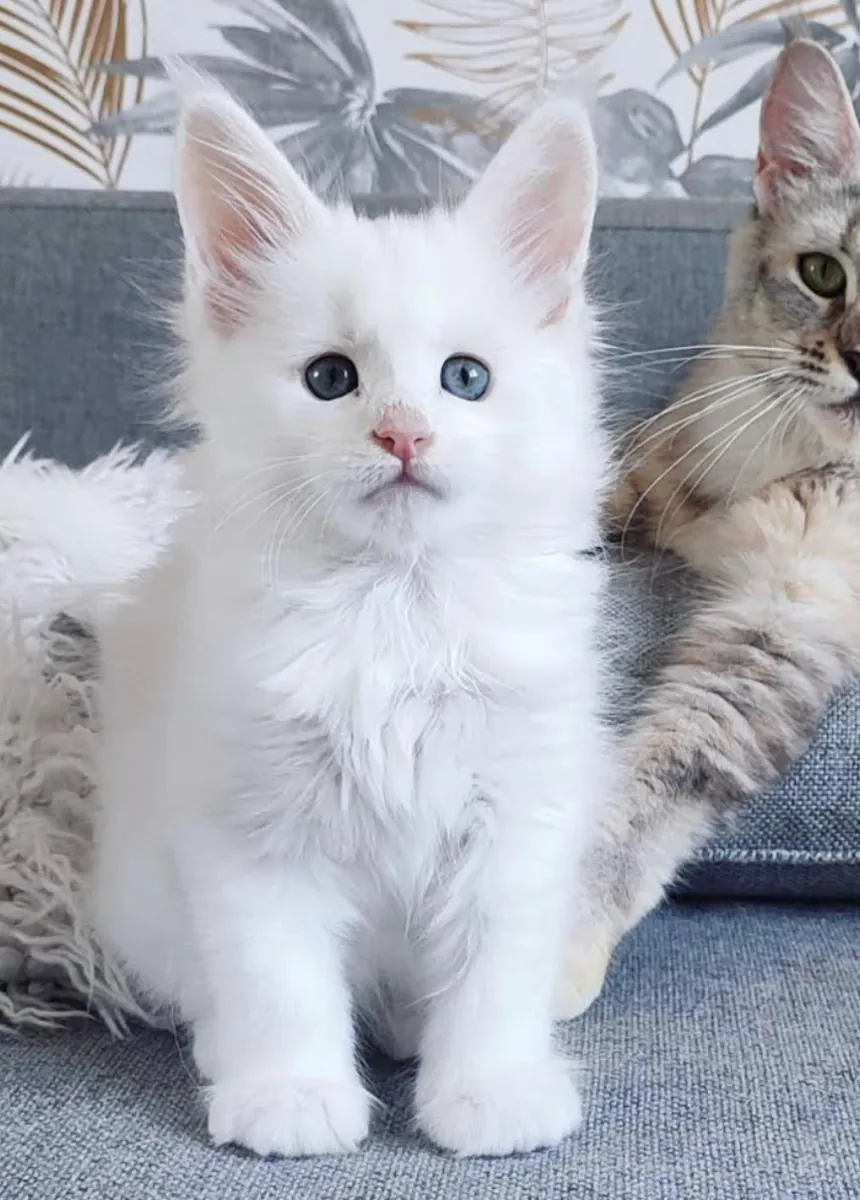 Adorables gatitos Maine-Coon buscan un hogar cariñoso