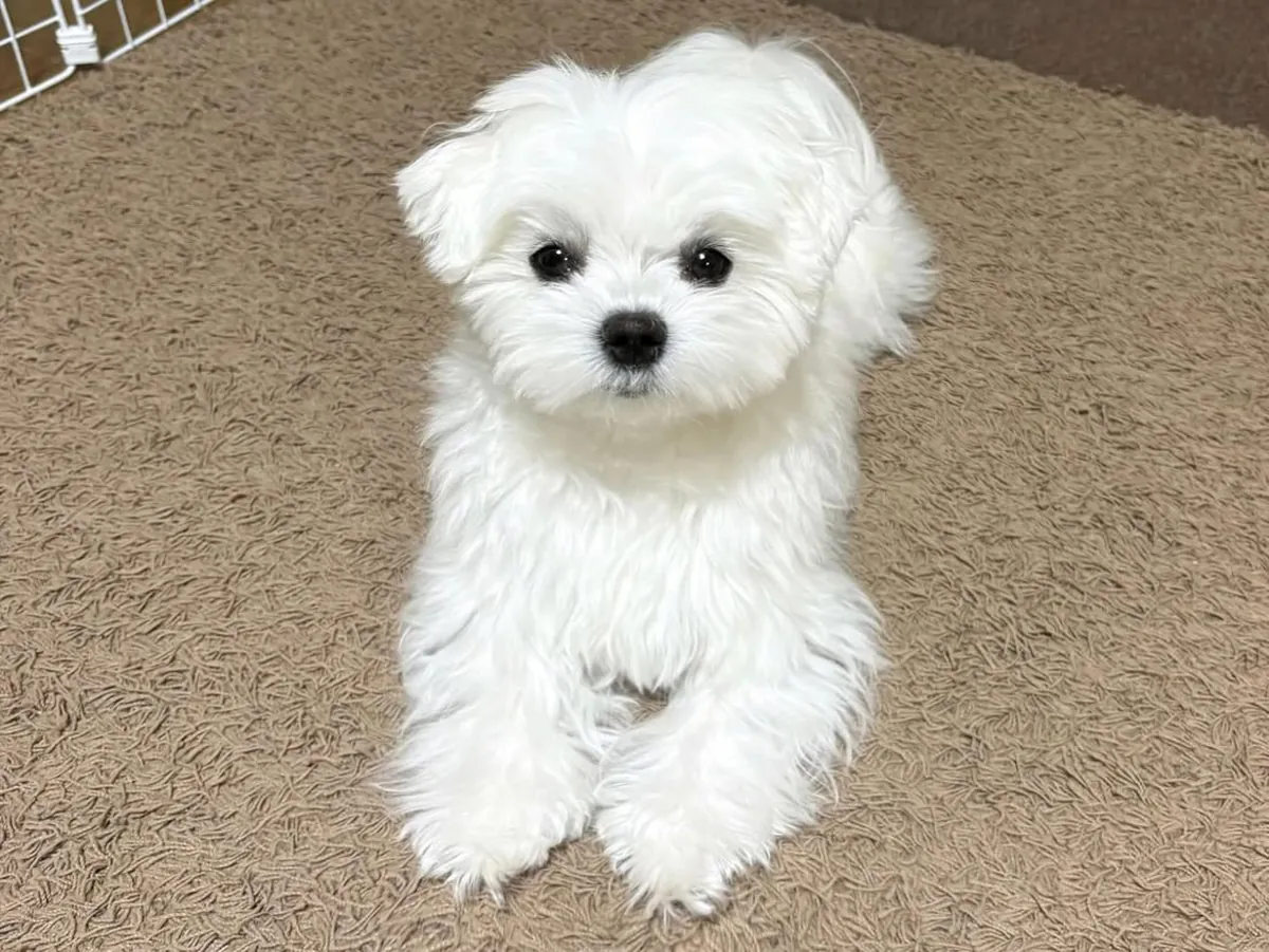 Amazing Maltese 