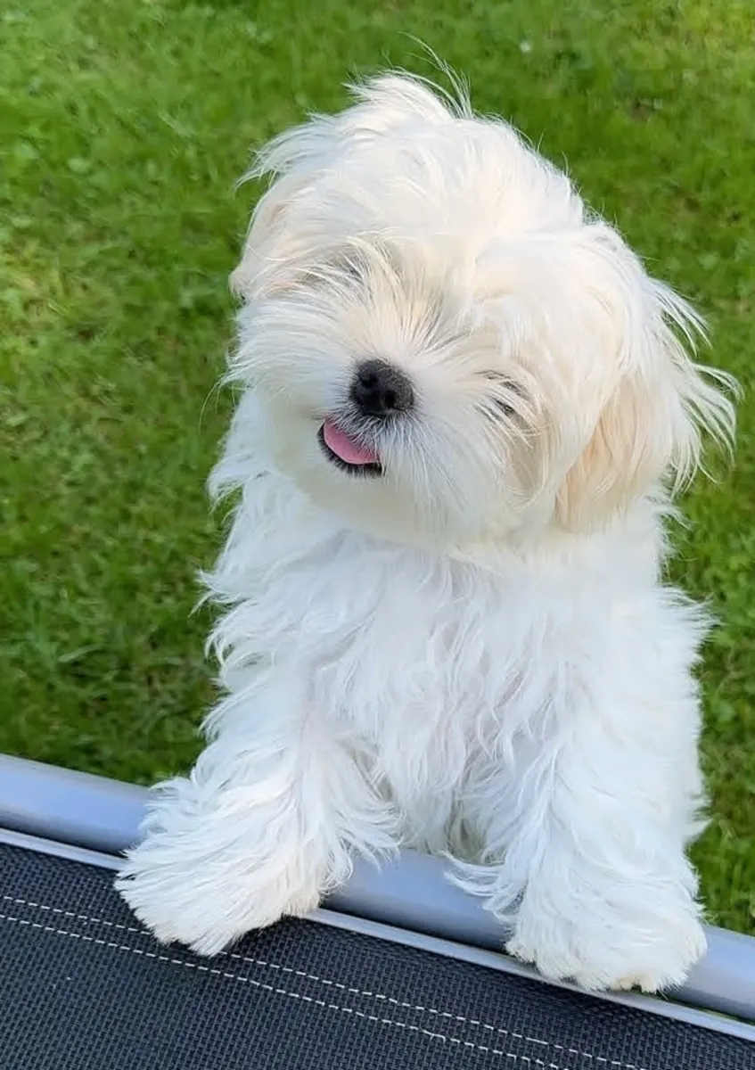 Amazing Maltese 