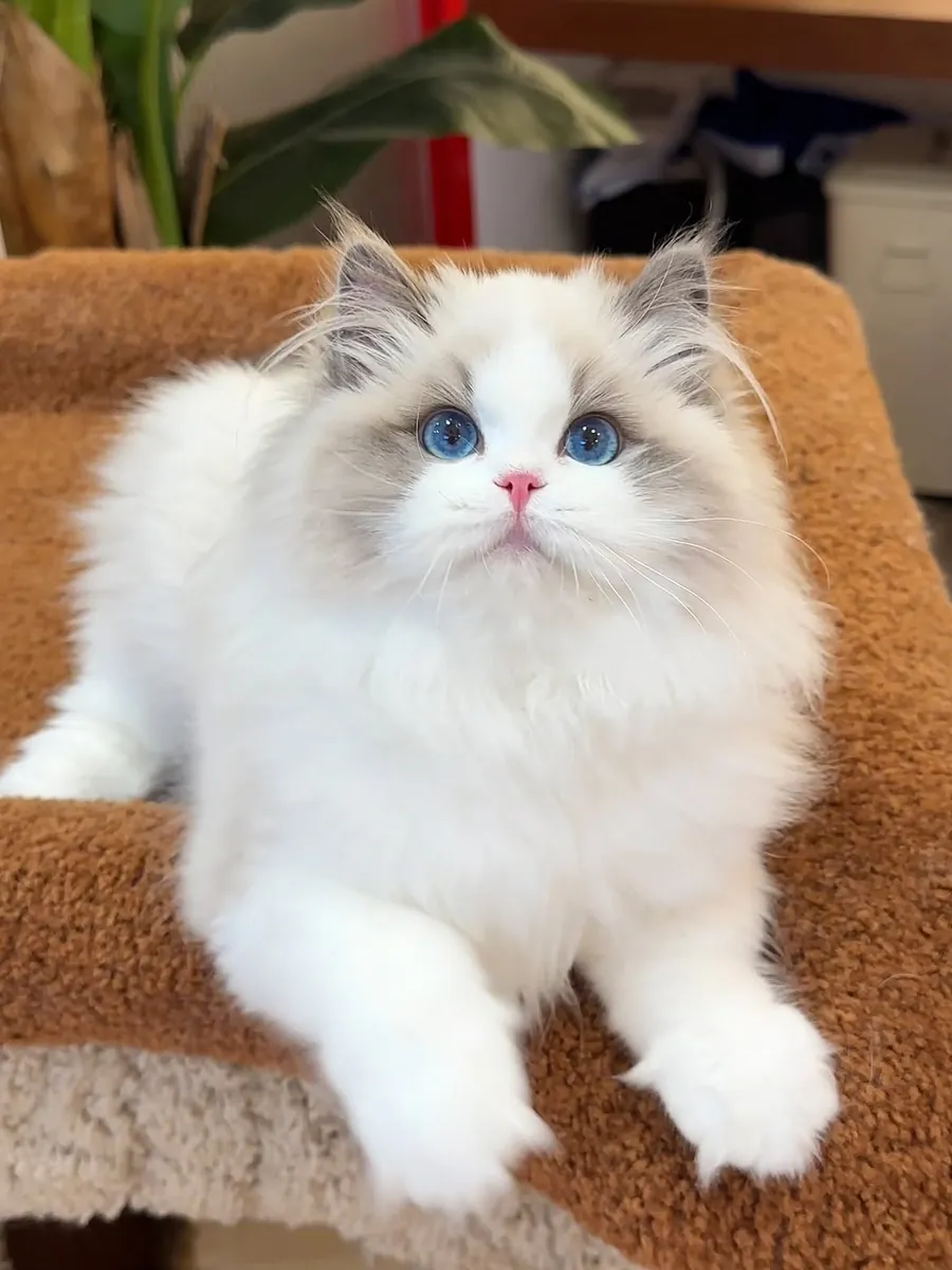 Удивительная кошка Рэгдолл