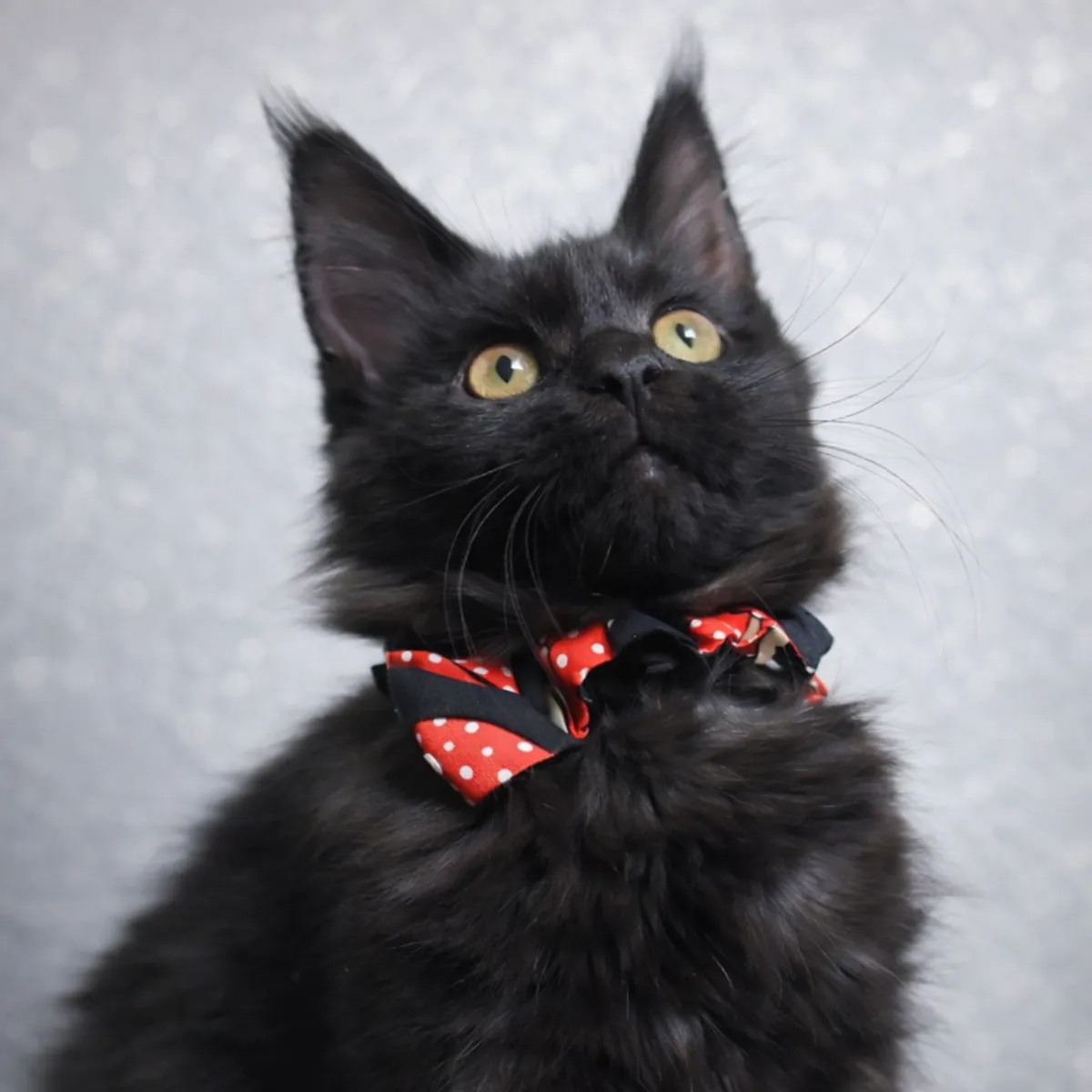 Maine Coon from a cattery with titled parents