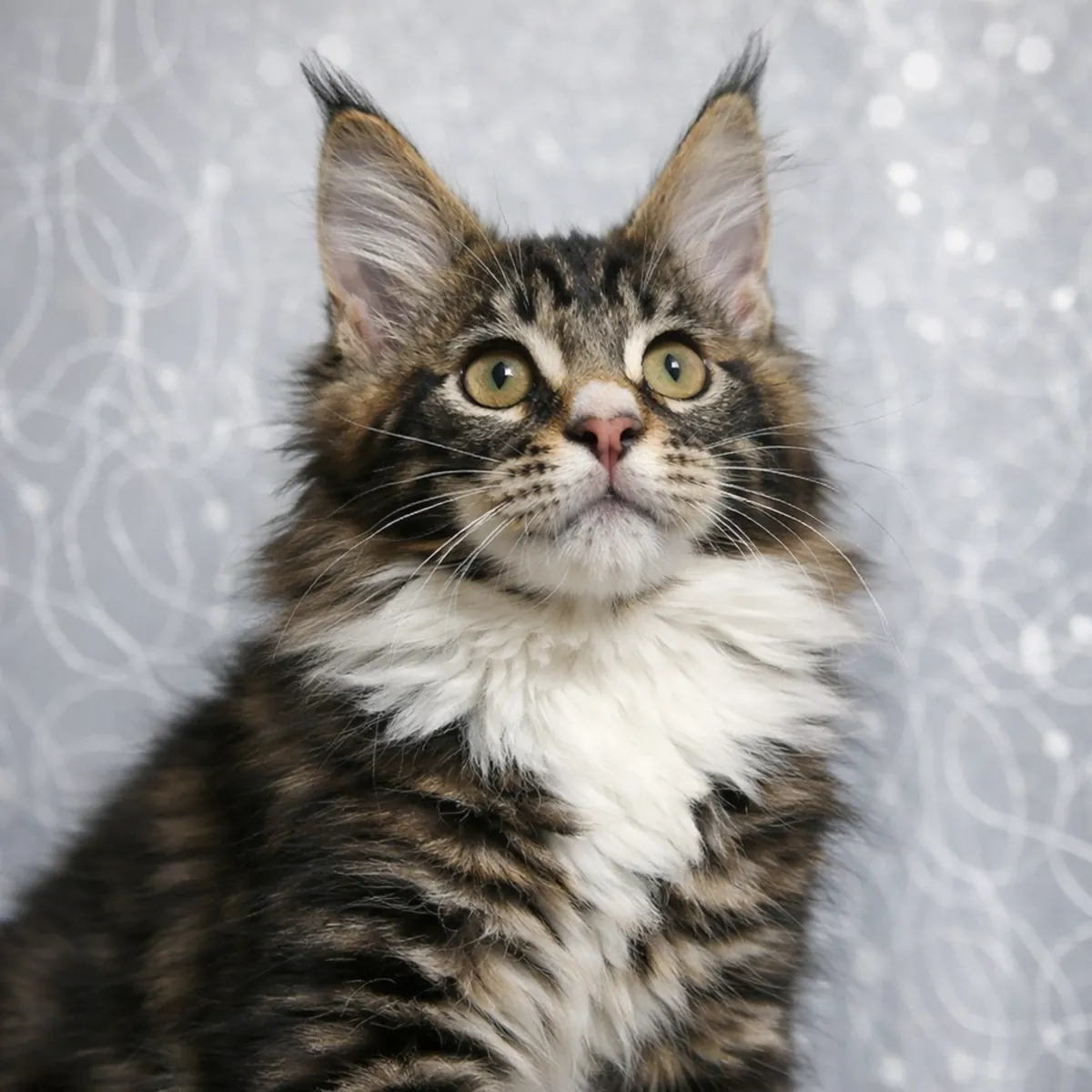 Maine Coon from a cattery with titled parents