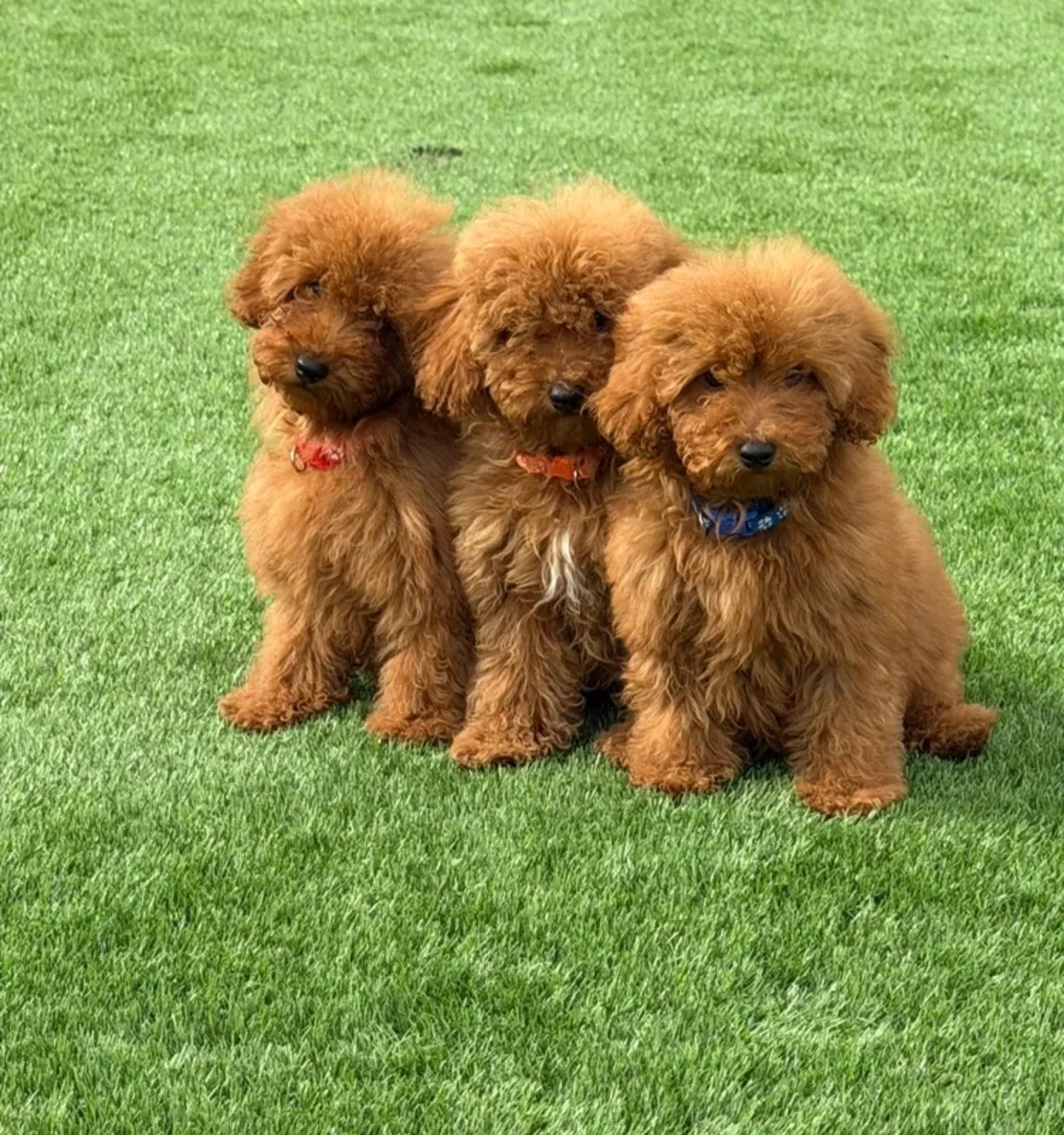 Toy poodle yavruları