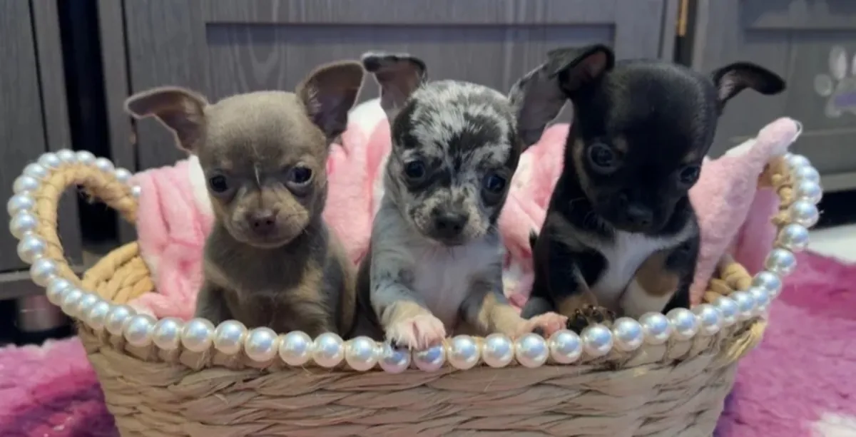Full chihuahua puppies