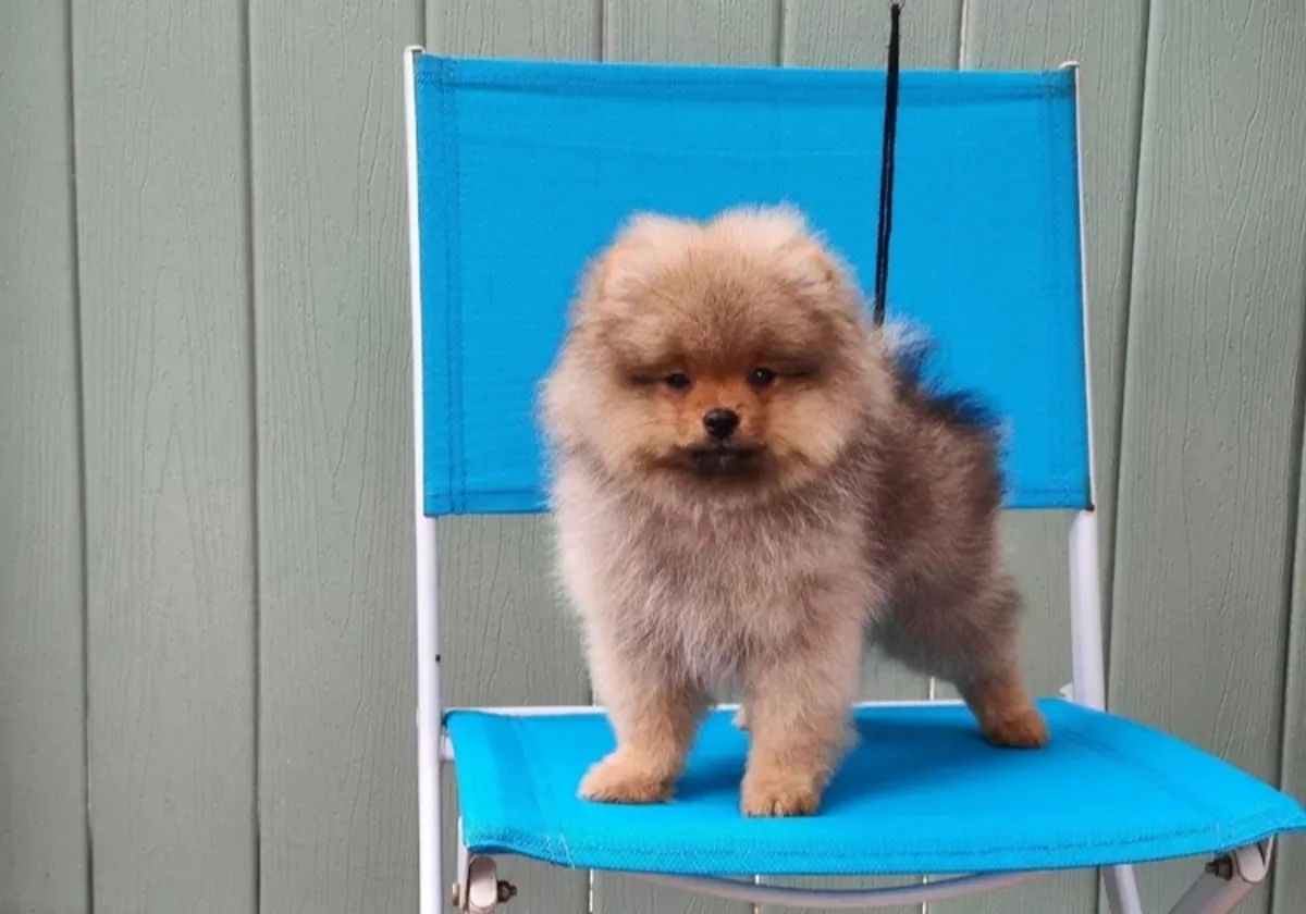 Adorable Pomeranian Puppy boy for Sale