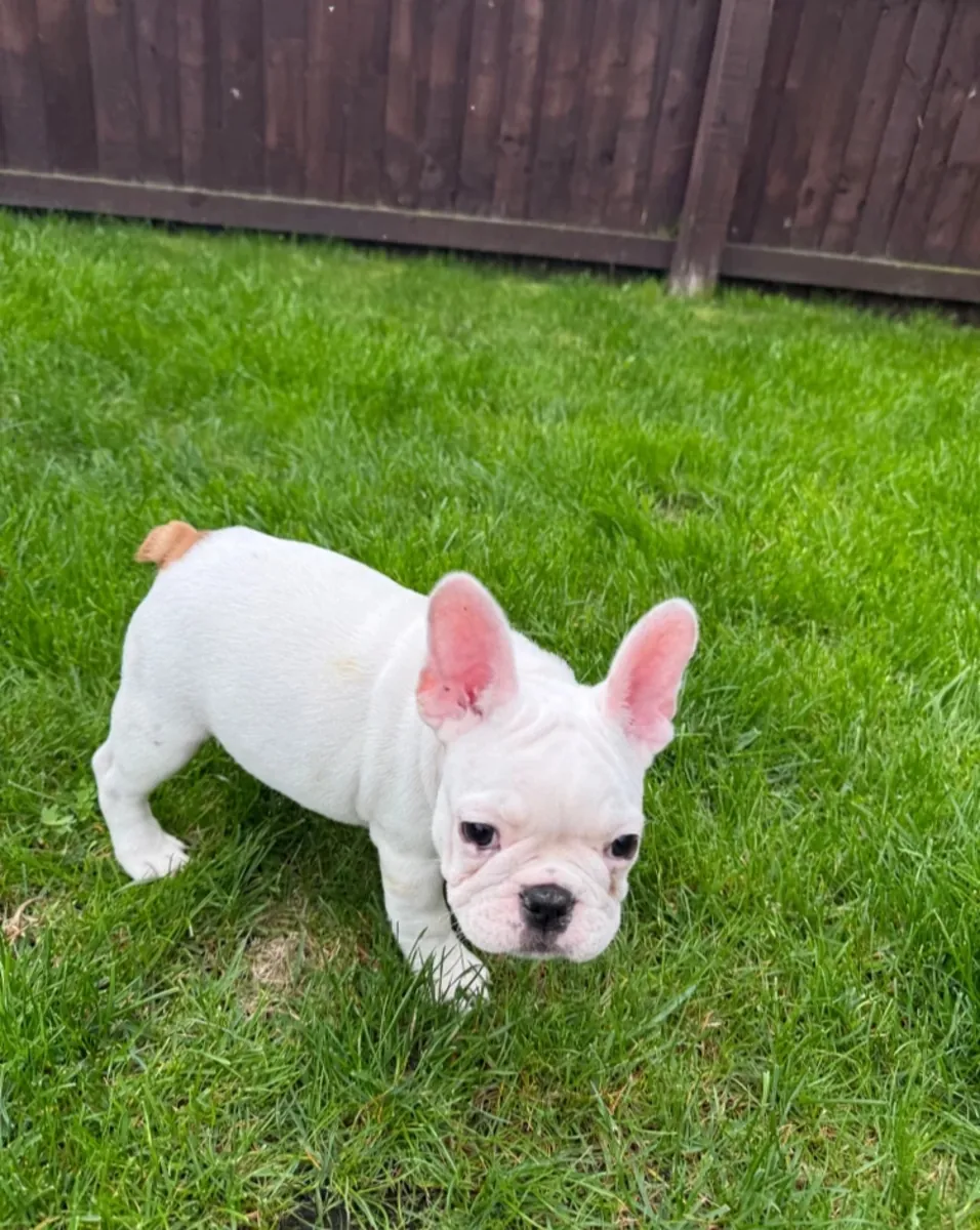 French Bulldog KC reg puppies