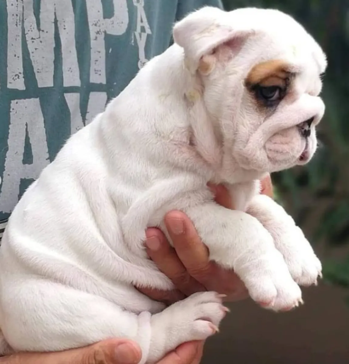 Regalo Cachorros de bulldog ingles disponibles para adopciónk