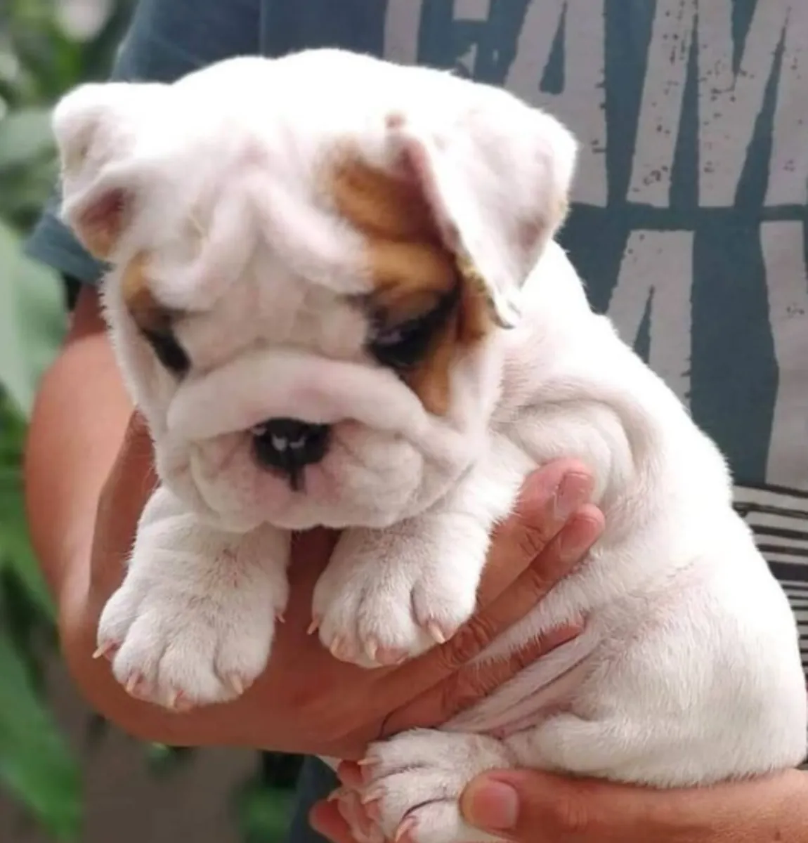 Regalo Cachorros de bulldog ingles disponibles para adopciónl3