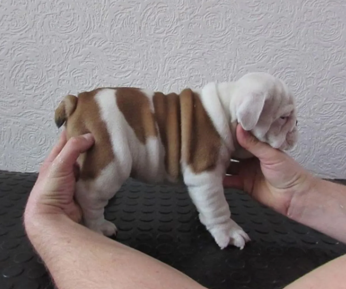 Cadeau chiots bulldog anglais disponibles pour adoption