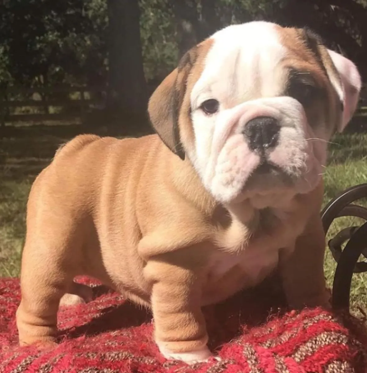 Cadeau chiots bulldog anglais disponibles pour adoption