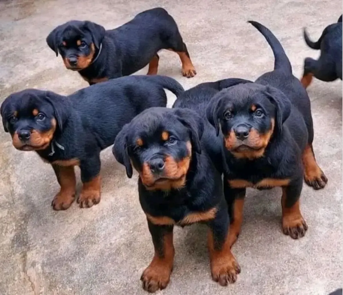 Regalo Cachorros de Rottweiler disponibles 