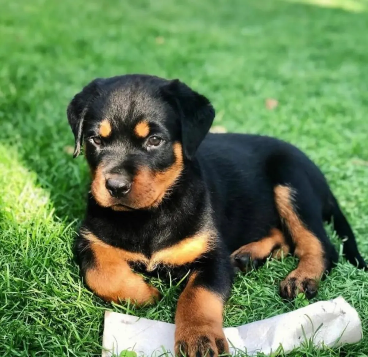 Regalo Cachorros de Rottweiler disponiblesq