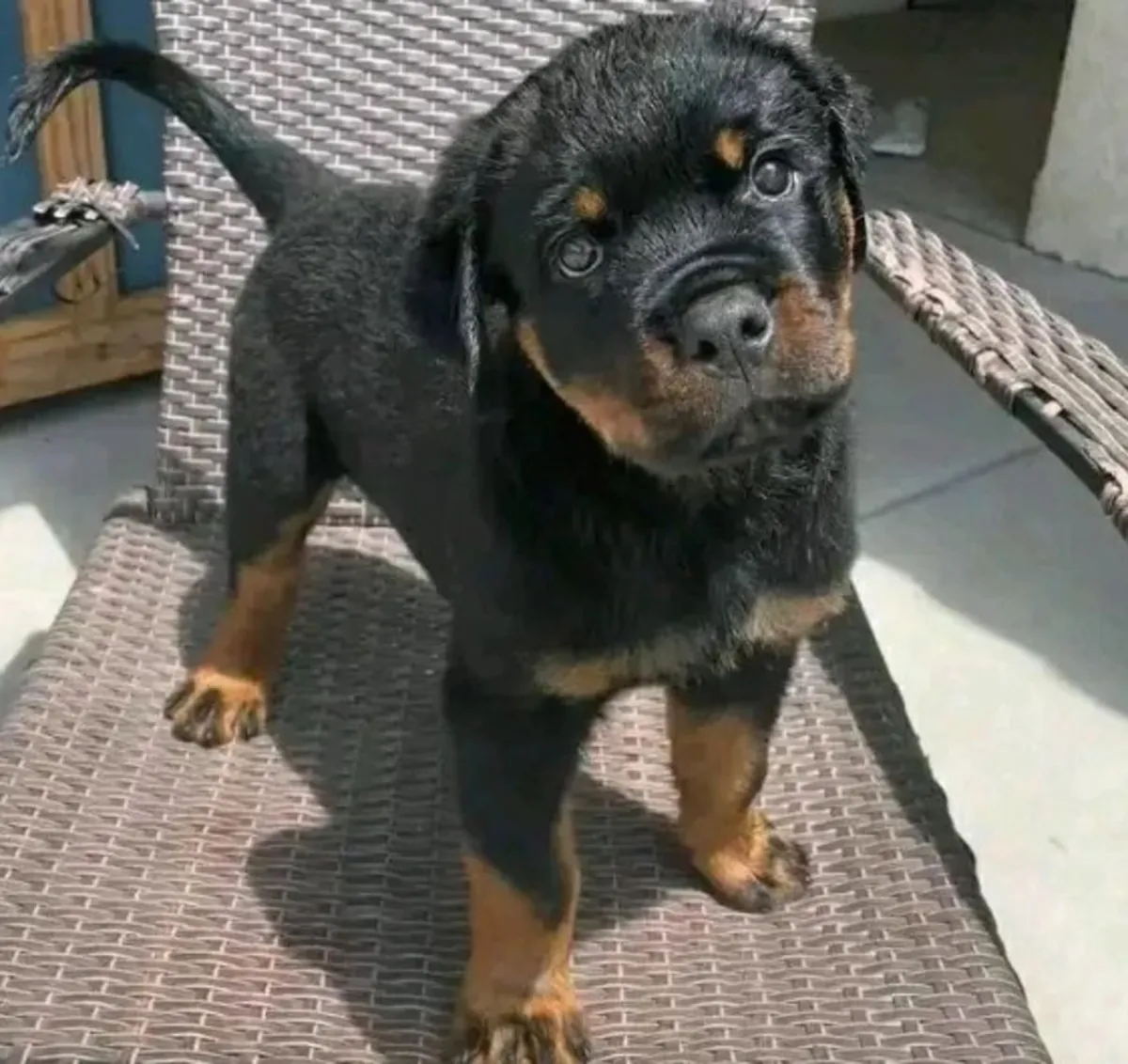 Regalo Cachorros de Rottweiler disponiblesz