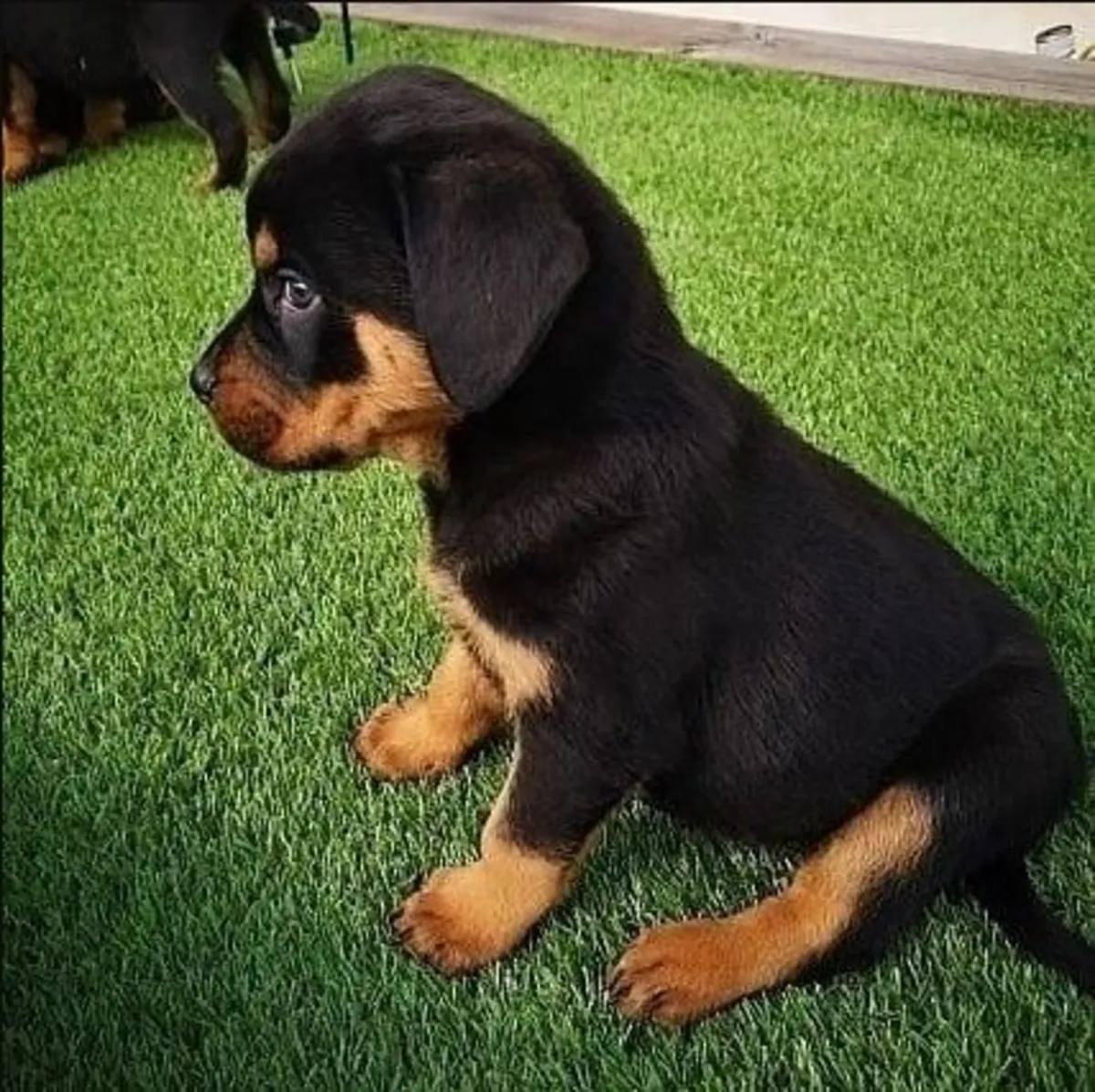 Regalo Cachorros de Rottweiler disponiblesl
