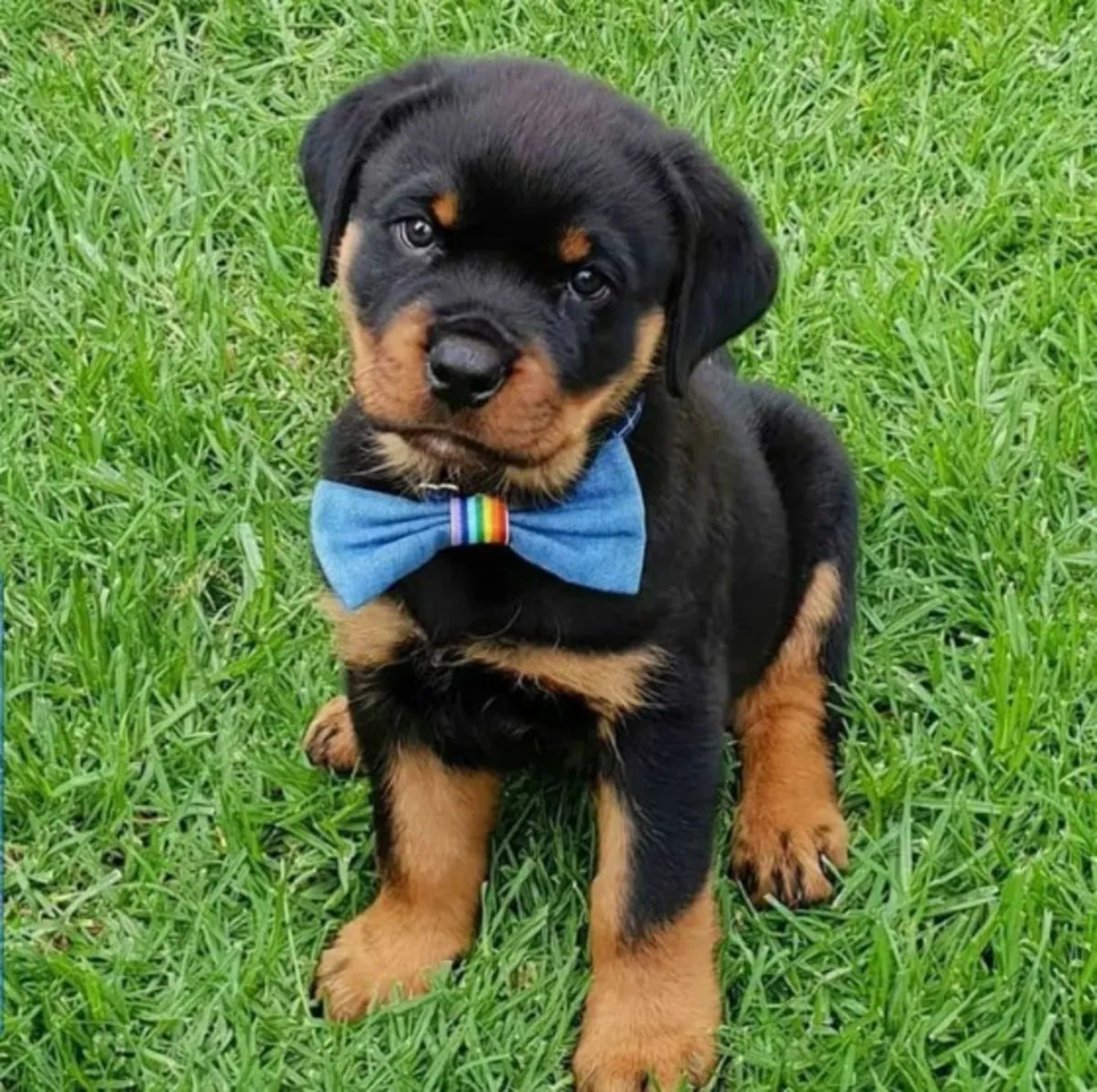 Cadeau Chiots Rottweiler Disponibles