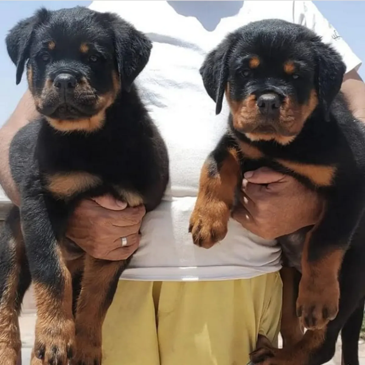 Regalo Cachorros de Rottweiler disponibles v