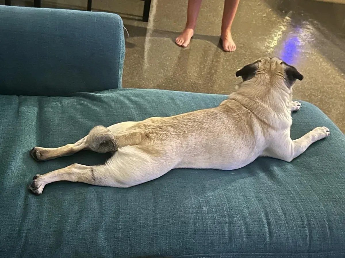 усыновление мопса