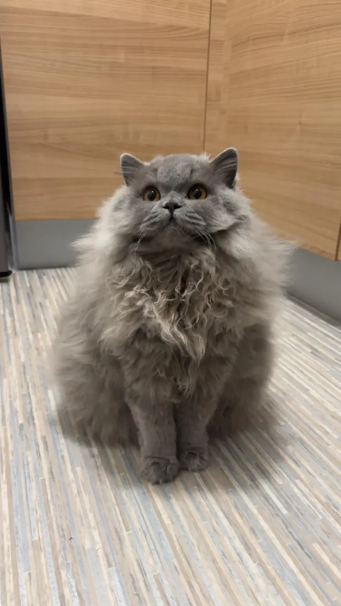 Британский длинноволосый кеди