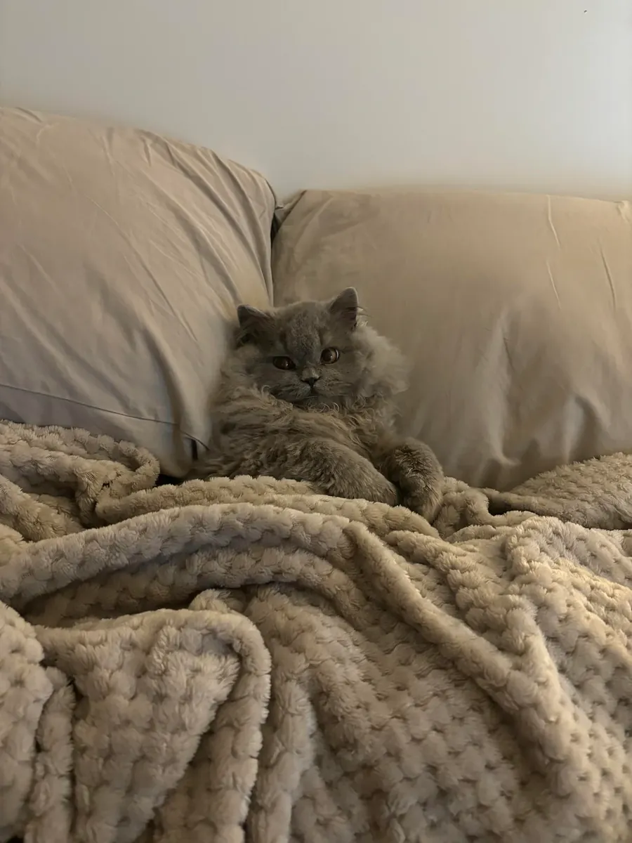 Британский длинноволосый кеди