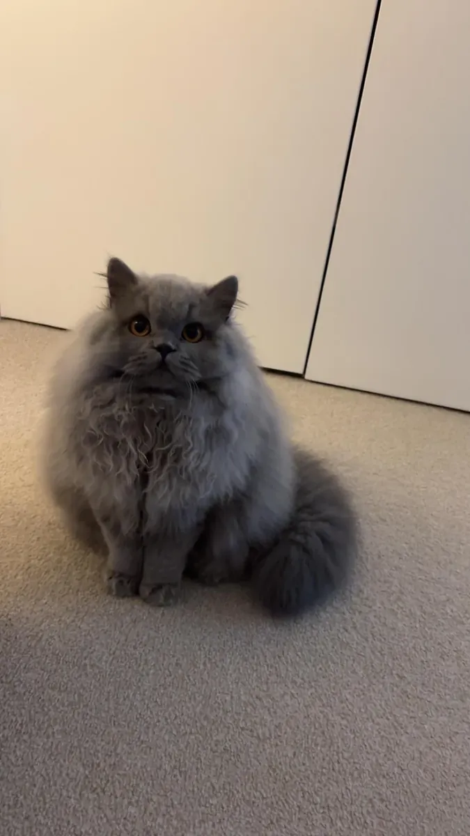 Британский длинноволосый кеди