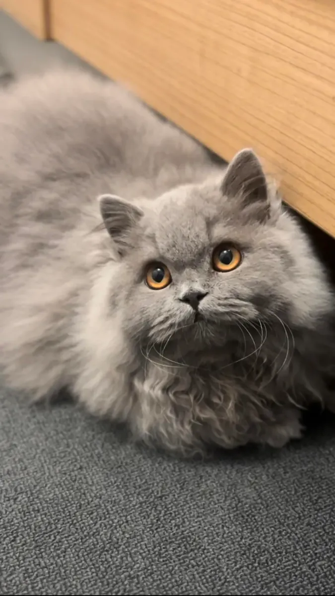 Британский длинноволосый кеди