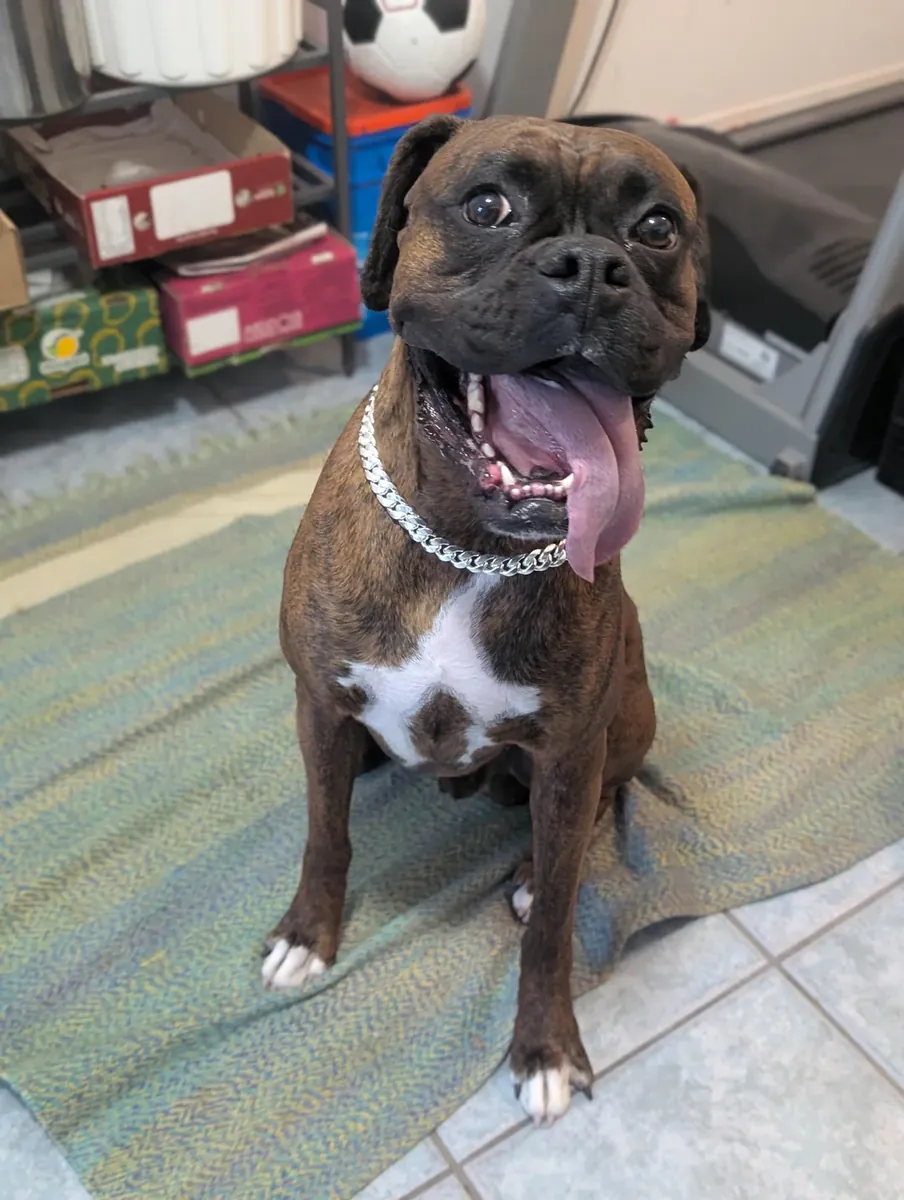 усыновление боксера