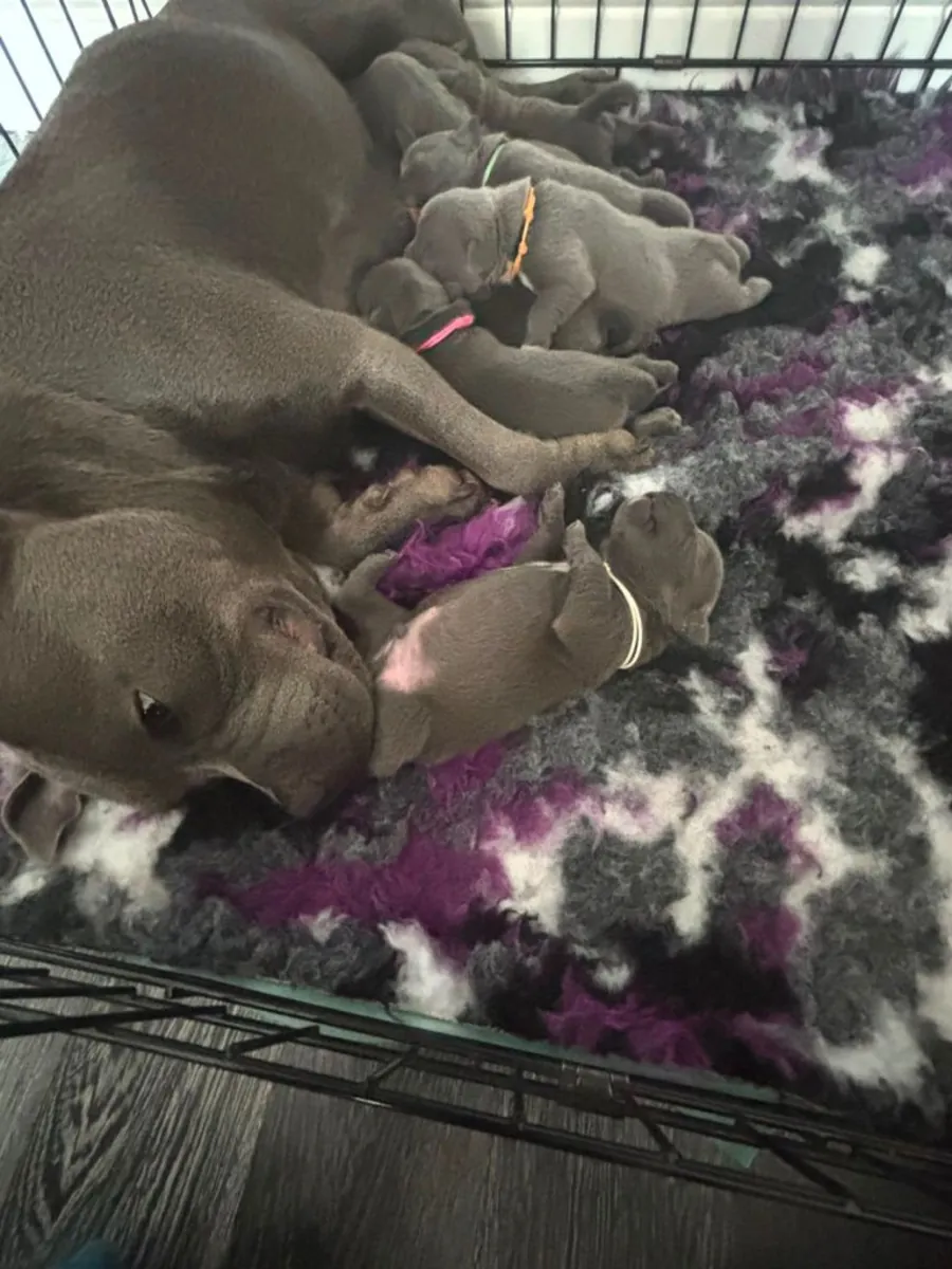 .蓝色斯塔福德郡斗牛犬小狗