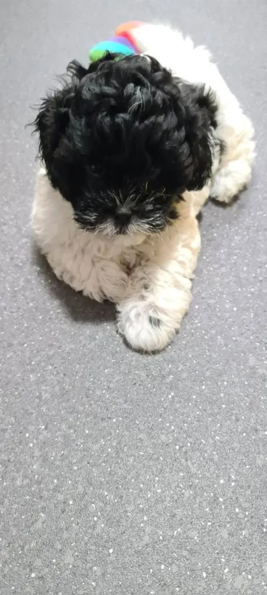 .beautiful shihpoo pup