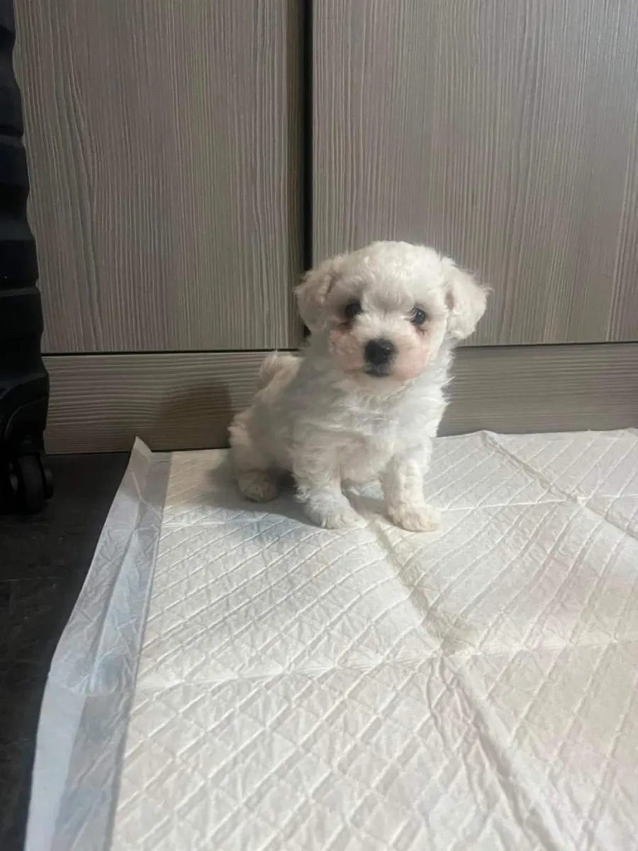 Cavapoochon puppies