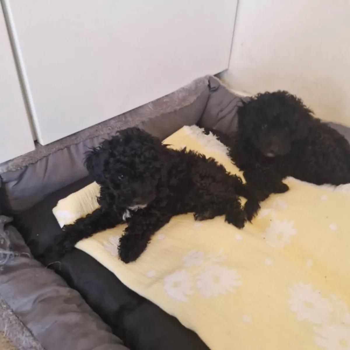 Toy poodle puppies
