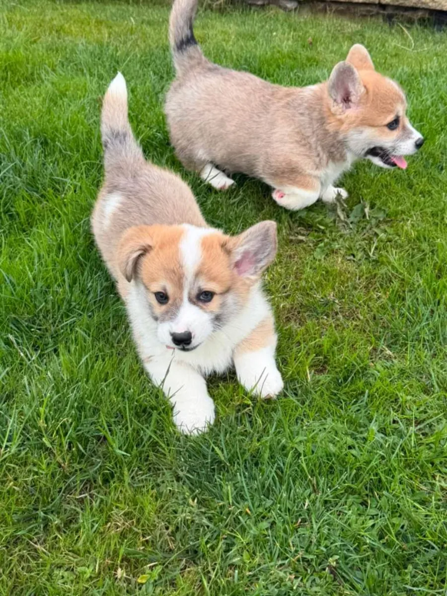 Pembroke welsh corgi yavruları